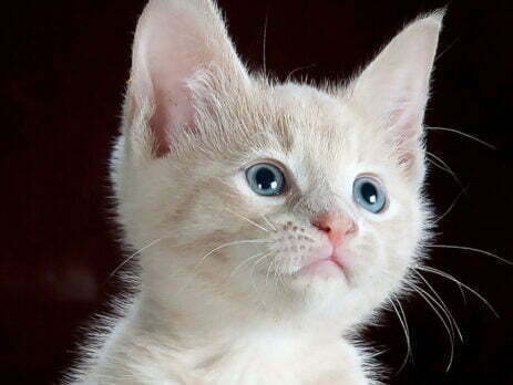 Albino cat