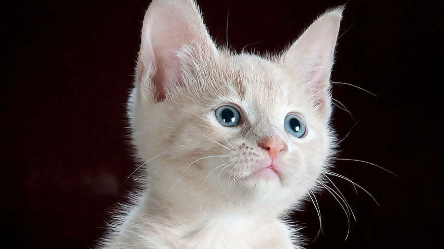 Albino cat