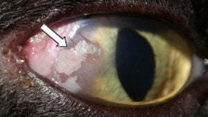 Feline Corneal Sequestrum