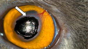 Feline Eosinophilic Keratitis