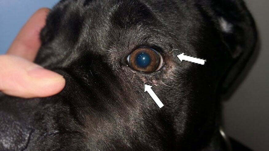 glaucoma in dogs