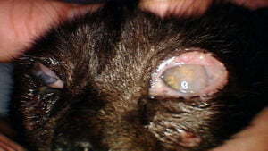 infection caused by the herpes virus and chlamydia in cats