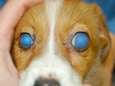 congenital glaucoma in dogs