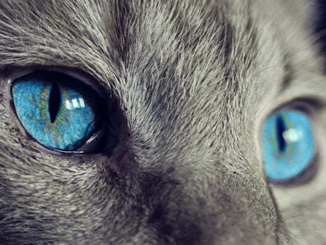 blue cat's eyes