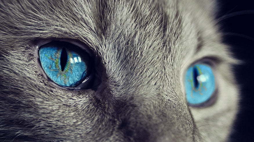 blue cat's eyes