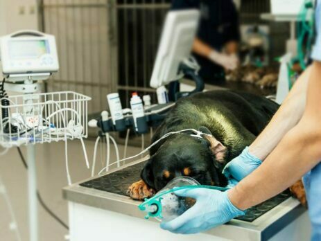 preparing the dog for surgery