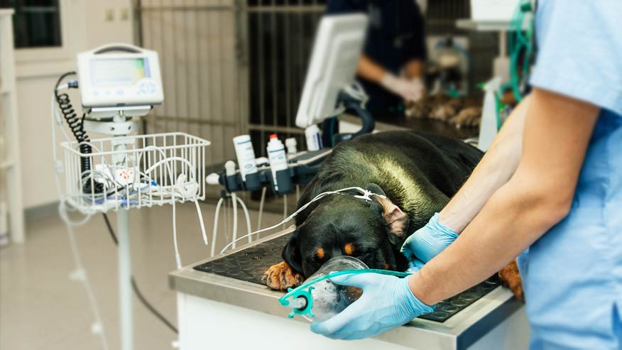 preparing the dog for surgery