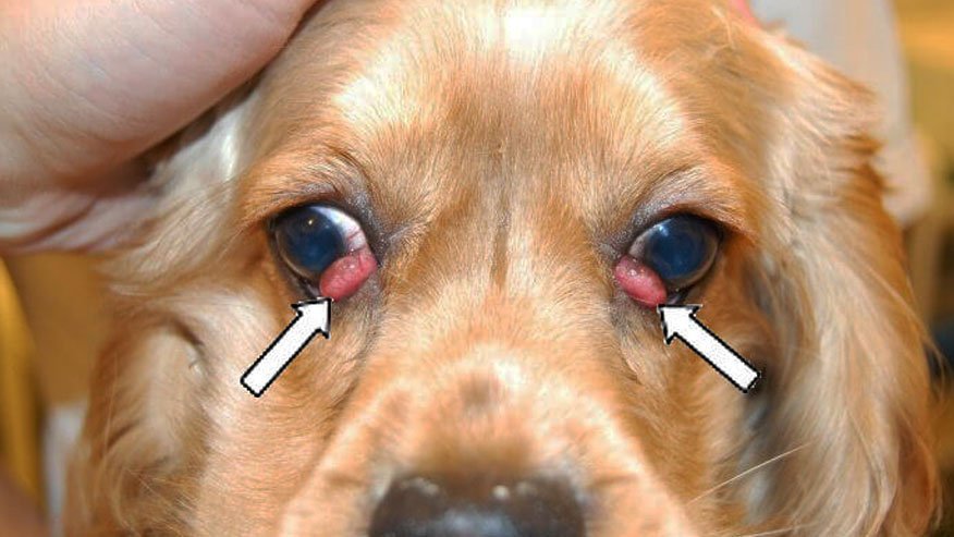 Prolapse of the gland of the third eyelid in dogs