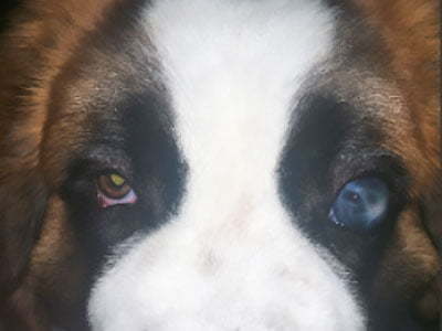 secondary glaucoma in the dog