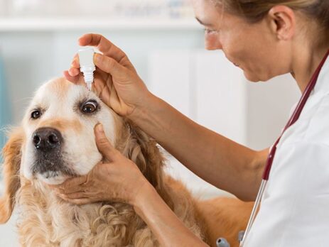 Administering eye drops in dogs