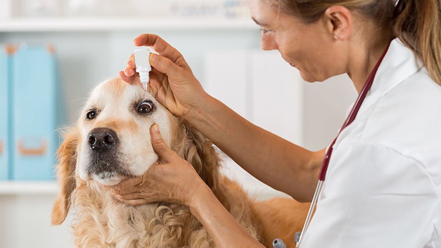 Administering eye drops in dogs