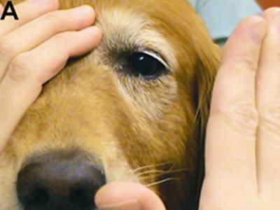 Pregled vida kod psa testiranjem menace odgovora