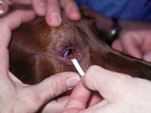 postavljanje sirmer testa u oko psa