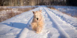 pas na snegu