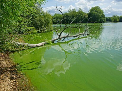 jezero sa algama