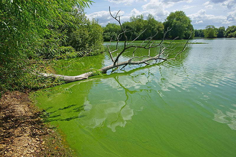 jezero sa algama